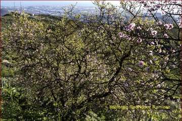 Manto de tonos blancos y rosas en Gran Canaria (Reportaje gráfico de Ildefonso Rodríguez)